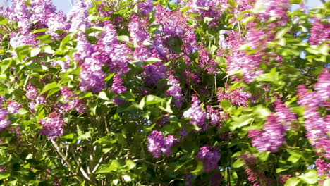 Un-Viento-Fuerte-Y-Poderoso-Que-Sopla-Las-Flores-Perfumadas-Embriagadoras-De-Un-árbol-Lila-En-La-Ciudad-Comercial-De-Rutland-De-Oakham-En-El-Reino-Unido