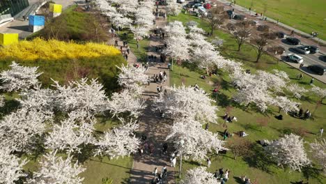 Antena:-Gente-Caminando-Entre-Sakuras-Blancos-En-Vilnius-Durante-La-Temporada-De-Los-Cerezos-En-Flor