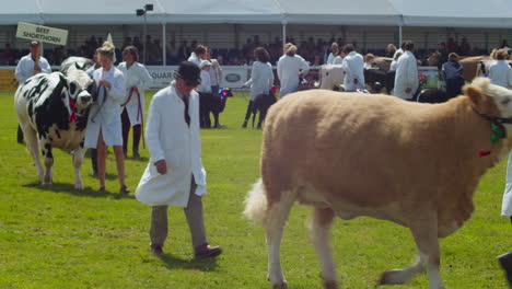 Die-Royal-Cornwall-Show-2022-In-Wadebridge-Mit-Viehwanderung-Fand-Mit-Ihren-Bauern-Im-Rahmen-Einer-Großen-Zeremonie-Statt