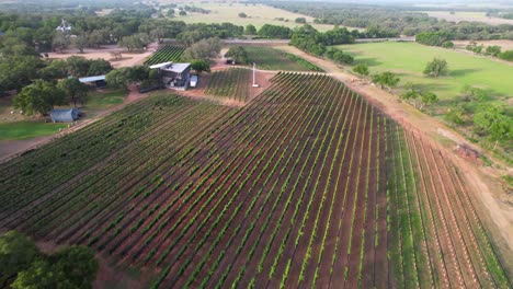 Aerial-footage-of-William-Chris-Vineyard-in-Hye-Texas