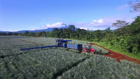 Trabajadores-En-Campos-De-Plantación-Durante-La-Cosecha-De-Piña,-Avance-Aéreo