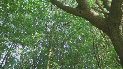 Green-forest-in-summer-with-sunlight-shining-through-the-trees