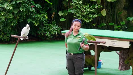 Cockatoo-and-parrot-together-with-their-trainer-in-a-large-area-destined-for-conservation