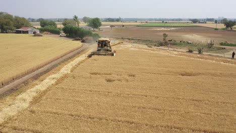 Aerial-drone-backward-moving-shot-over-a-yellow-agricultural-farm-combine-harvester-busy-harvesting-wheat-over-an-industrial-wheat-field-along-rural-countryside