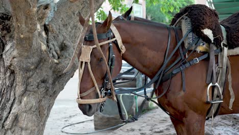 Primer-Plano-Cinematográfico-De-Un-Hermoso-Caballo-Con-Abrigo-De-Castaño-Junto-Al-árbol,-Totalmente-Equipado-Con-Equipos-De-Tachuelas,-Listo-Para-El-Juego-Deportivo-Tradicional,-Partido-De-Pato-Horseball