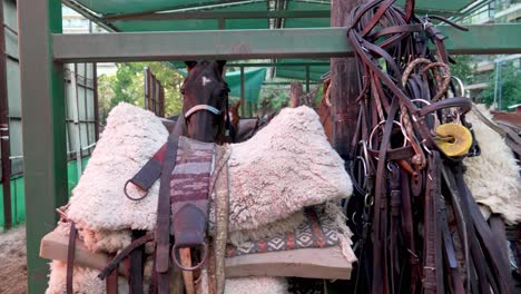 Montones-De-Accesorios-Y-Equipos-Para-Caballos-Colgados-En-El-Cuarto-De-Los-Arreos-O-En-El-Establo,-Artículos-Como-Sillas-De-Montar,-Estribos,-Bridas,-Cabestros,-Riendas,-Brocas-Y-Arneses,-Acercar-La-Captura-De-La-Cabeza-De-Un-Caballo