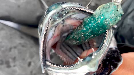 Mexican-bonita-open-mouth-displays-sharp-teeth-with-jig-lure-stuck-through-eye