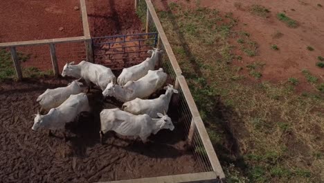 Vista-Panorámica-Del-Ganado-Nelore-Blanco-En-Un-Corral-En-El-Campo-De-Brasil