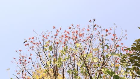 Kingfisher-in-fly