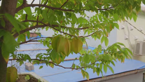 Star-fruit-in-the-garden