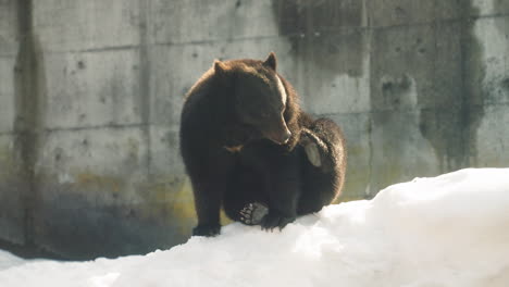 Oso-Negro-Asiático-Sentado-En-La-Nieve-Rascándose-El-Hocico