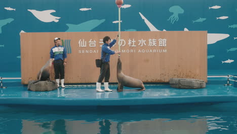 Foca-Entrenada-Equilibrando-Una-Pelota-En-Un-Poste-Durante-La-Actuación-En-El-Escenario-En-El-Acuario-Umino-mori-En-Sendai,-Japón