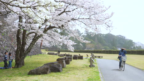 Niños-Jugando-Bajo-Un-árbol-De-Sakura-En-Un-Hermoso-Parque-En-La-Prefectura-De-Kanazawa-Japón---Plano-Amplio