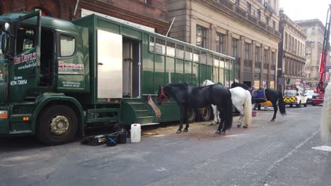 Un-Grupo-De-Caballos-De-Batalla-Relajándose-Entre-Bastidores