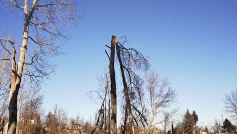 árbol-Roto-Por-La-Mitad-En-Una-Zona-Residencial-Destruida-Quemada-En-El-Condado-De-Boulder-De-Colorado-Superior-Después-Del-Desastre-De-Incendios-Forestales-Marshall