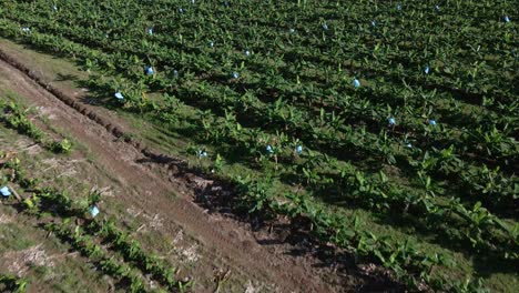 Low-flying-drone-view-above-a-commercial-banana-plantation-in-central-America