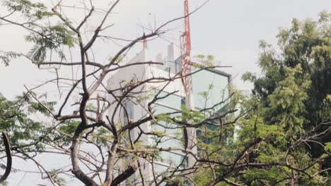 Abstract-shot-of-a-tree,-the-background-filled-with-the-concrete-jungle-of-the-urban-cityscape,-Panama-City