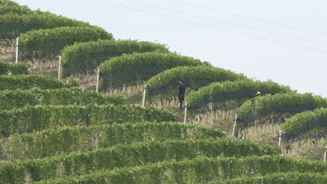 Barolo,-Piemont,-Italien---28.09.2021:-Mann-Beschneidet-Weinberge,-Weinbau,-Weinanbau