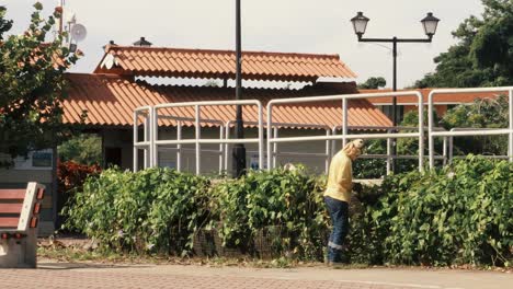 Ein-öffentlicher-Arbeiter,-Der-Für-Die-Pflege-Der-Gärten-Des-Amador-damm-boulevards-Verantwortlich-Ist-Und-Hart-Daran-Arbeitet,-Einen-Zaun-Einer-überwucherten-Hecke-In-Panama-stadt-Zu-Reparieren