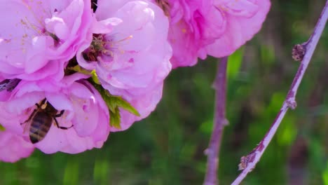 Flores-De-Rosa-De-Té-De-China-Con-Abejas