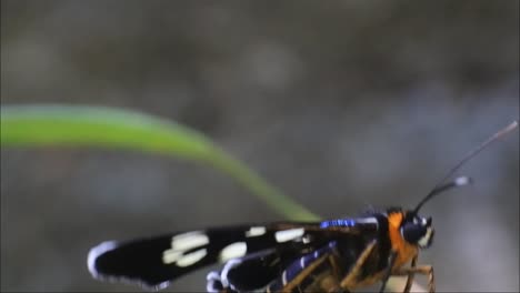 Central-Java-indonesia-12-De-Marzo-De-2022:-Mariposa-Negra-Encaramada-En-Una-Hoja-En-El-Jardín-De-Flores,-Una-Mariposa-Con-Un-Hermoso-Motivo