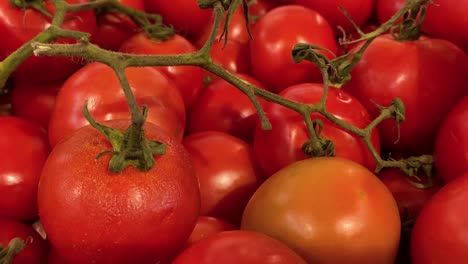 Montañas-De-Tomates,-Algunos-De-Los-Cuales-Incluso-Están-Empezando-A-Perecer-Porque-Hay-Muy-Pocos-Clientes-En-Las-Tiendas-Después-Del-Período-Covid