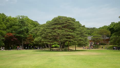 Icónico-Pino-Paraguas-Antiguo-En-Medio-Del-Parque-Del-Presidente-En-Cheong-Wa-Dae,-Residencia-De-La-Casa-Azul