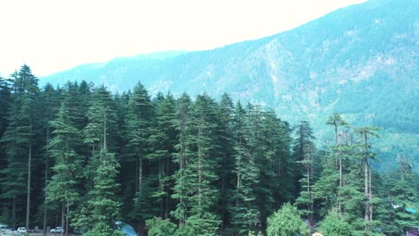 Aerial-shot-of-pine-tree-forest-of-Manali