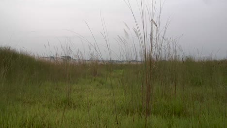 Un-Tiro-De-Carro-En-Un-Campo-Espontáneo-De-Saccharum