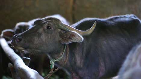 Brown-cattle-are-tied-in-a-barn