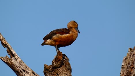 Lesser-whistling-duck-cleans-it-self-slow-motion-60-fs