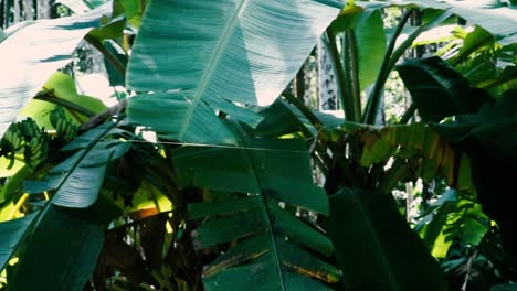 Dense-green-tropical-foliage