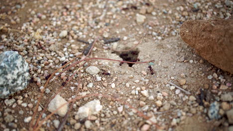 Busy-ants-crawling-in-and-out-of-hole-in-ground-nest,-Close-Up