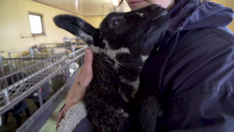 Black-and-white-lamb-bleating-on-a-woman's-lap