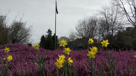 Vista-Del-Parque-Conmemorativo-De-La-Guerra-Cerca-Del-Puente-Estrecho-De-Tacoma,-Césped-Verde,-Narcisos-Amarillos,-Cubierta-De-Suelo-Púrpura