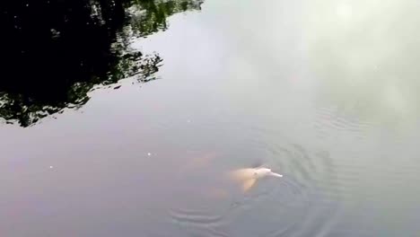 Arial-view-of-pink-river-dolphins-in-Cuyabeno-National-Park,-Ecuador