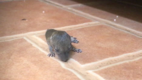 medium-locked-shot-of-new-born-mouse-rat-on-ceramic-stone-floor-in-an-open-kitchen-space-in-Thailand-street-food-restaurant,-daylight-situation-indoor