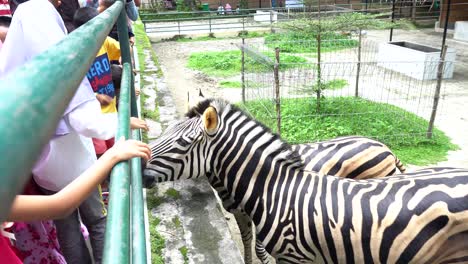 Jugando-Con-Cebra-En-El-Zoológico