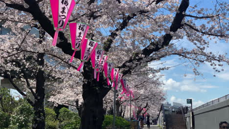 Flores-De-Cerezo-Y-Lámpara-De-Papel-Rosa-Japonesa-En-El-Parque-Sumida