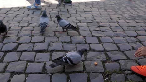 Palomas-Recogiendo-Comida-Del-Suelo-En-La-Calle-En-Roma