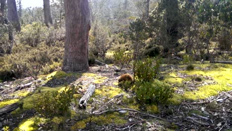 Echidna-in-its-natural-habitat-looking-for-food-with-his-nose