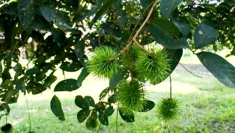 Rambután-En-El-Jardín-Por-La-Mañana