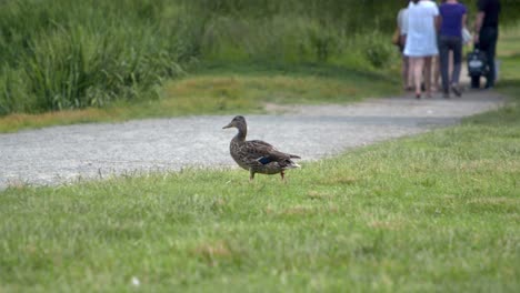 Weibliche-Stockente,-Die-Mit-Menschen-Im-Hintergrund-Durch-Den-Park-Läuft