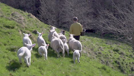 Ovejas-Blancas-Y-Cordero-Siguiendo-A-Un-Granjero-Cuesta-Abajo-En-Un-Campo_slomo