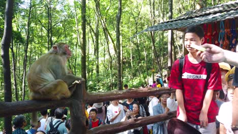 Zhangjiajie,-China---August-2019-:-Monkey-eating-piece-of-fresh-fruit-given-by-the-tourists,-Ten-Mile-Gallery-Monkey-Forest,-Zhangjiajie-National-Park