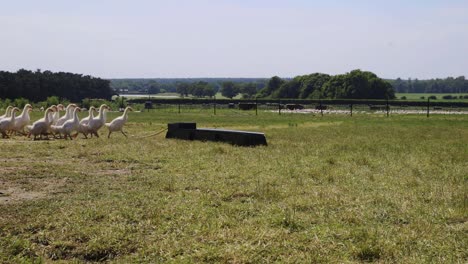 Group-of-young-geese-walking-to-water-trough-in-50fps-slow-motion