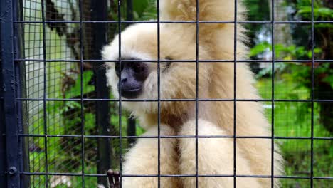 Affe-Mit-Weißem-Fell-Und-Schwarzem-Gesicht,-Meerkatze