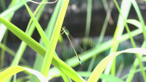 Tiro-Medio-De-Una-Libélula-Verde-En-Una-Planta-Verde-Frondosa