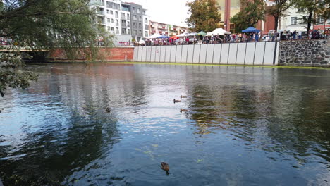 Fluss-Mottlau-In-Danzig,-Stockenten-Schwimmen-über-Den-Wasserkanal