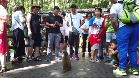 Zhangjiajie,-China---August-2019-:-Crowd-of-chinese-tourists-throwing-pieces-of-fruit-food-to-small-wild-monkey,-Ten-Mile-Gallery-Monkey-Forest,-Zhangjiajie-National-Park